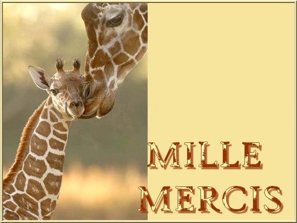 girafe_etgirafon_mercismille_1.jpg