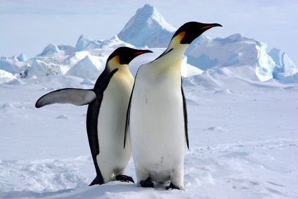 google-penguin-4_01.jpg
