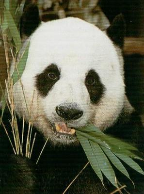 grand-panda_115094-M.jpg