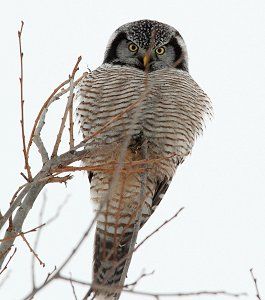 gray-nhawk-owl-7feb09.jpg