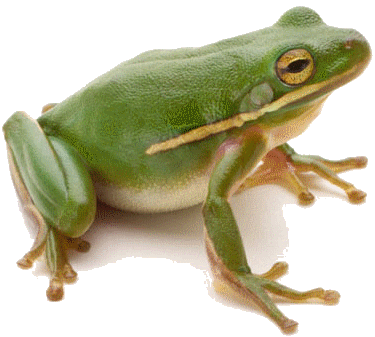 grenouille-101.gif