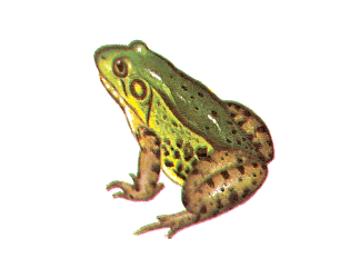 grenouille-109.gif