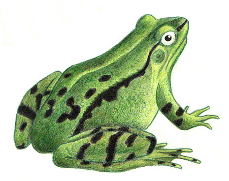 grenouille-61.gif