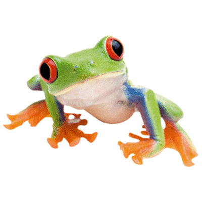 grenouille-62.gif