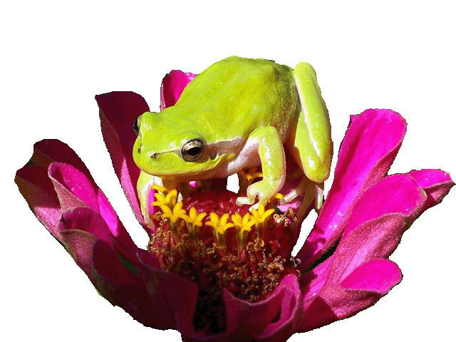 grenouille-74.gif