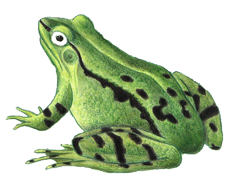 grenouille-78.gif