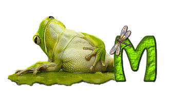 grenouille-876897-13.gif