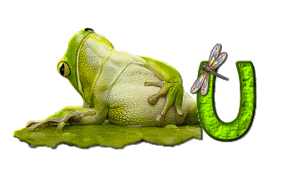 grenouille-876897-21.gif