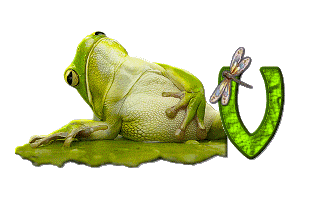 grenouille-876897-22.gif