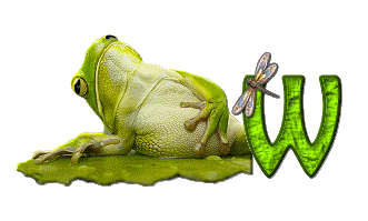 grenouille-876897-23.gif
