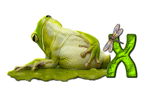 grenouille-876897-24.gif