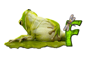 grenouille-876897-6.gif
