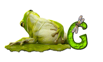 grenouille-876897-7.gif