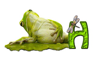 grenouille-876897-8.gif