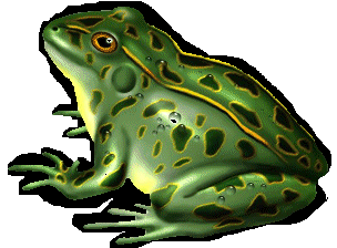 grenouille-93.gif