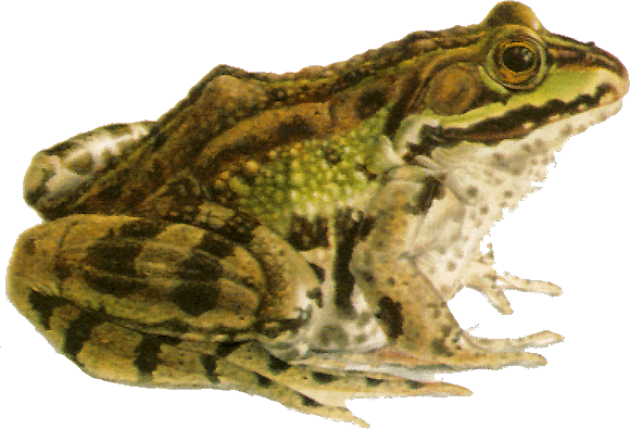 grenouille-99.gif