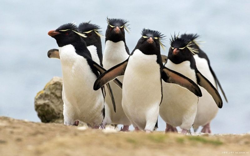 groupe-pingouins-wallpaper.jpg