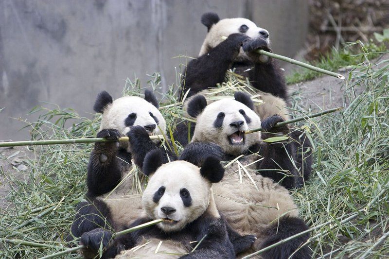 groupes-pandas.jpg