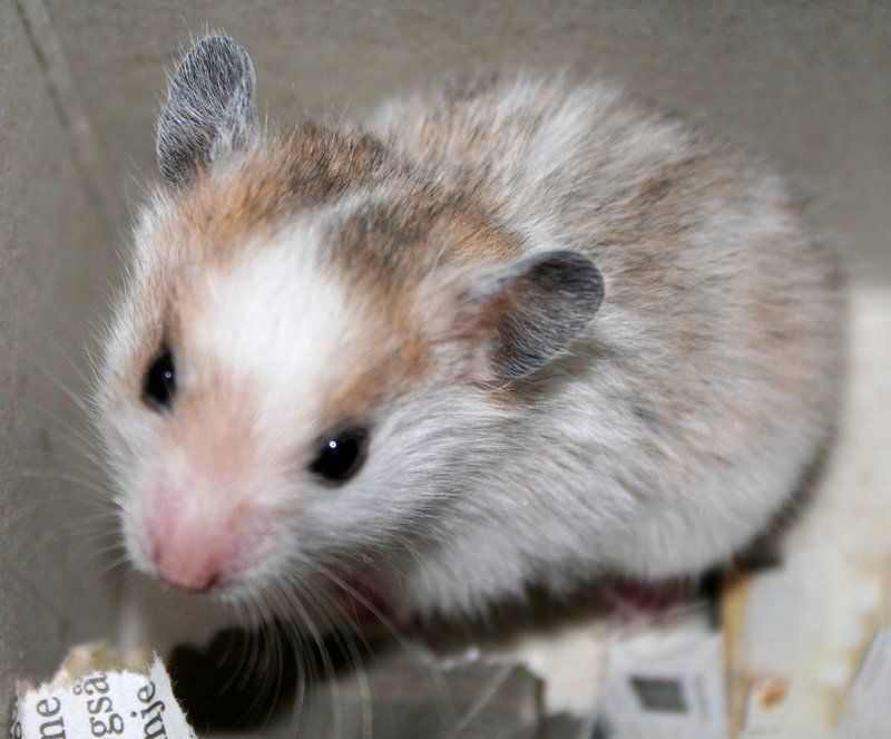 hamster-102.jpg