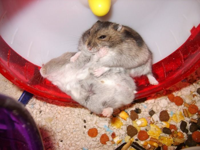 hamster-103.jpg