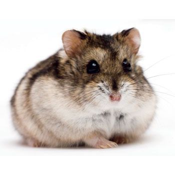 hamster-104.jpg