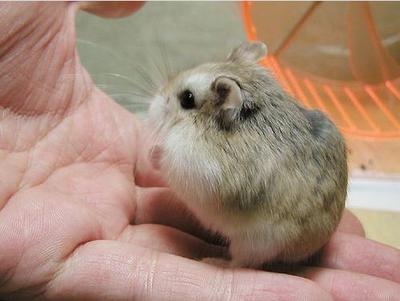 hamster-105.jpg