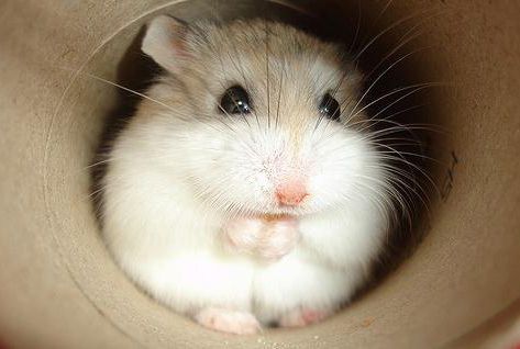 hamster-106.jpg