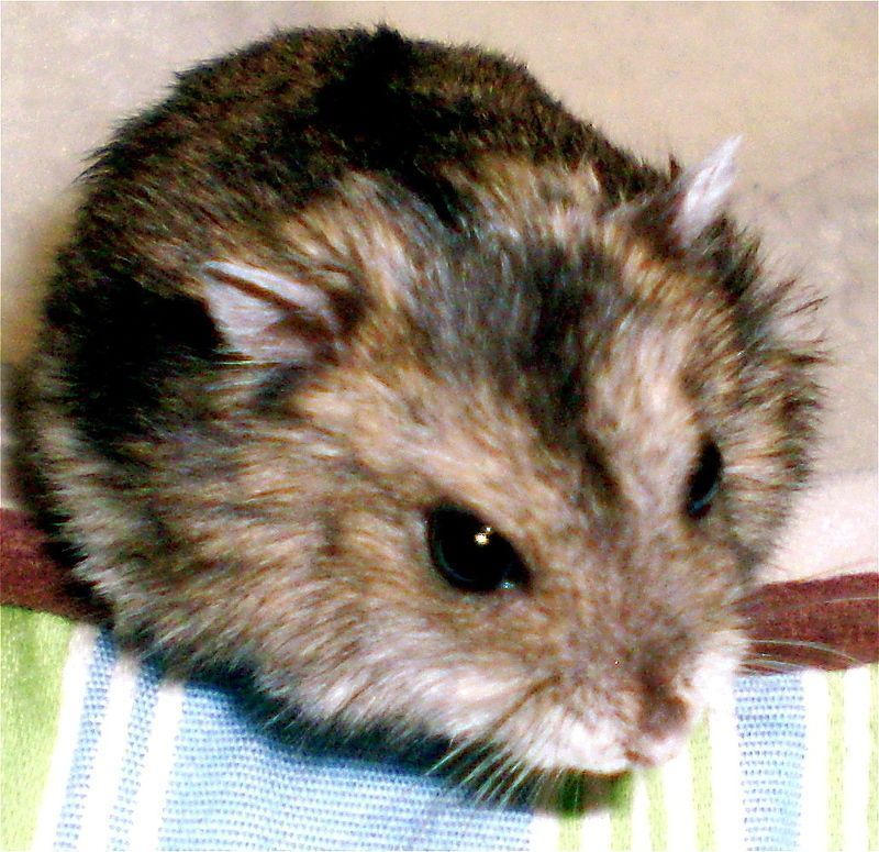 hamster-107.jpg