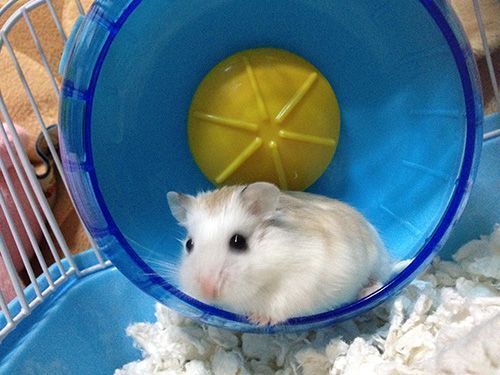 hamster-108.jpg