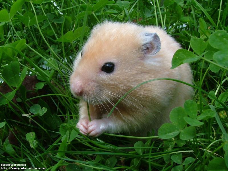 hamster-110.jpg