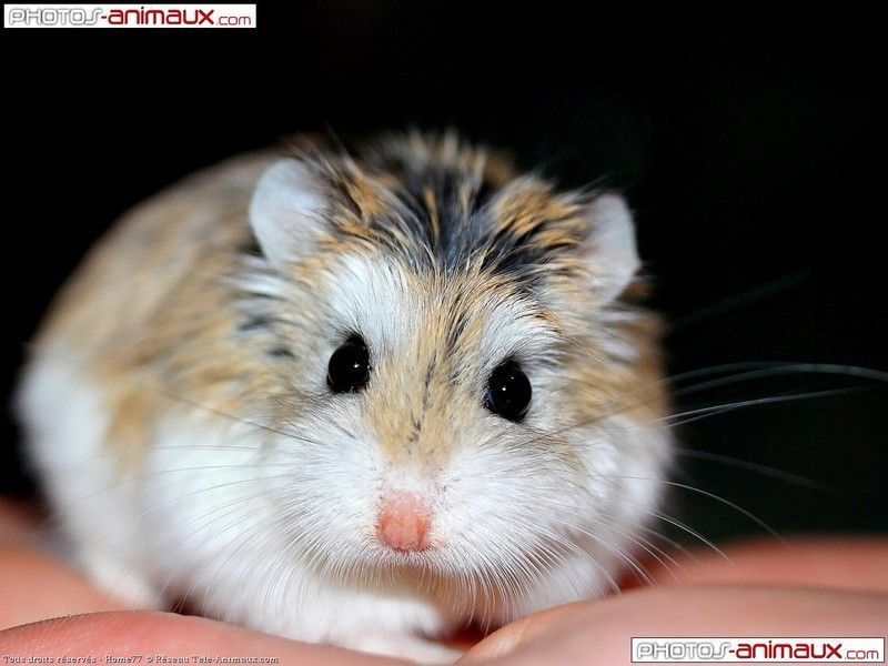 hamster-112.jpg