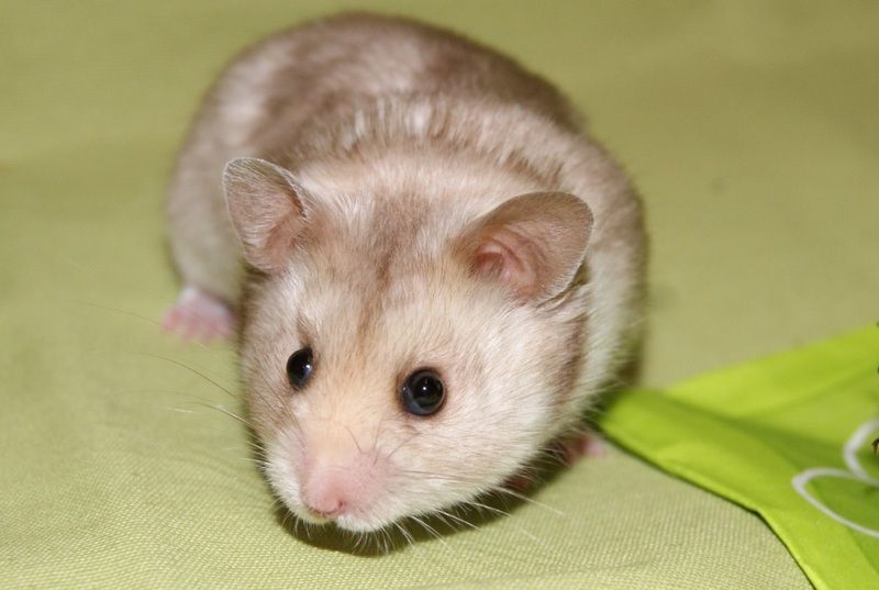 hamster-113.jpg