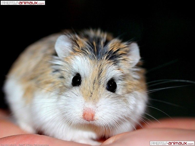 hamster-114.jpg