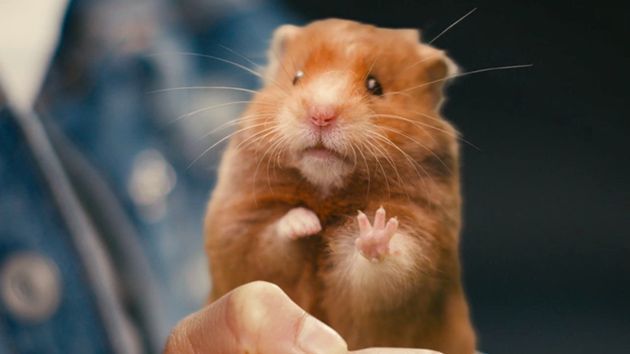 hamster-116.jpg