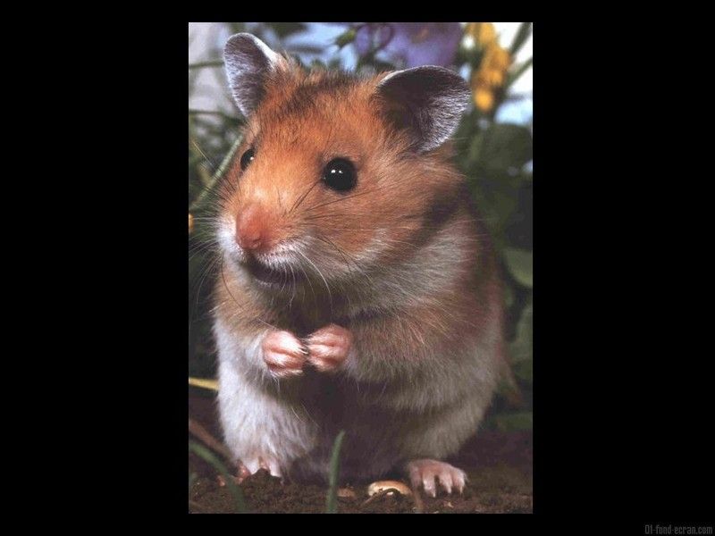 hamster-117.jpg