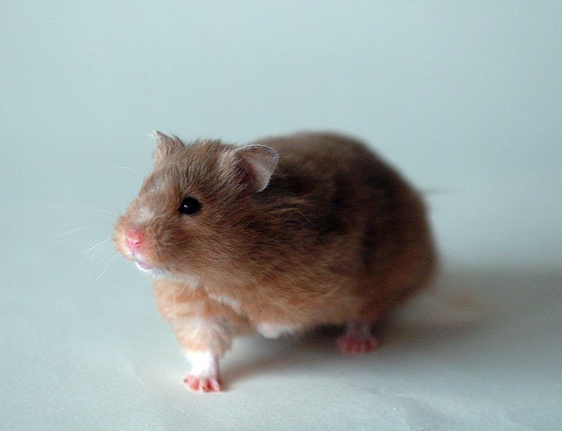 hamster-119.jpg