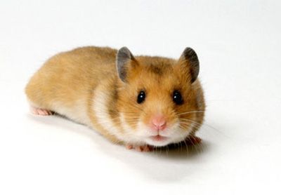 hamster-120.jpg