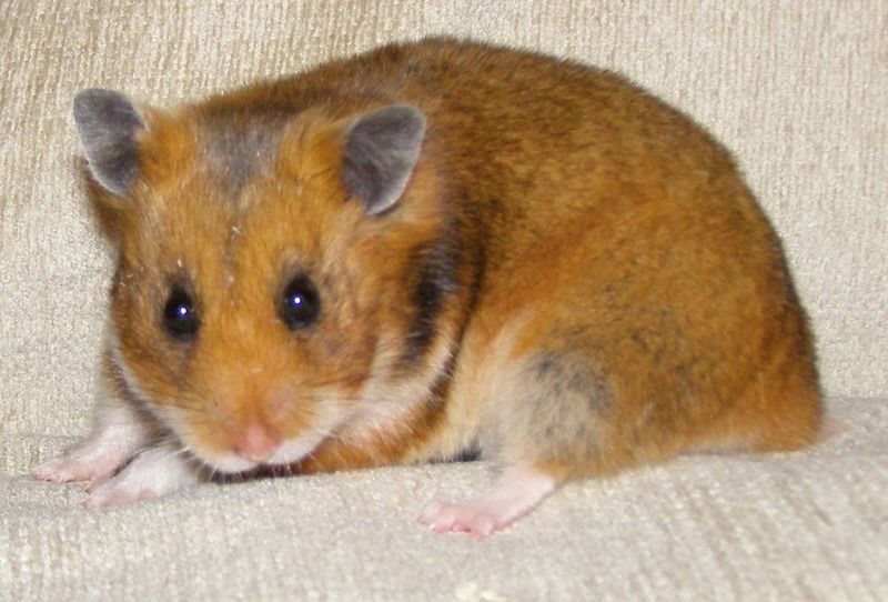 hamster-121.jpg