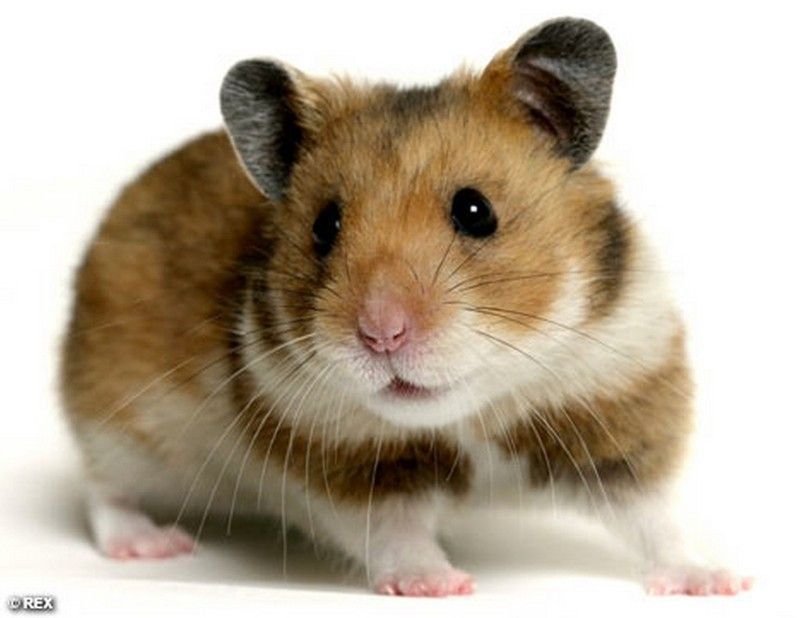 hamster-123.jpg