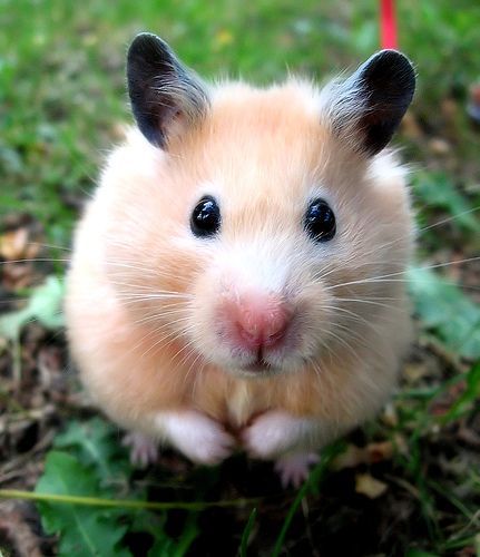 hamster-124.jpg