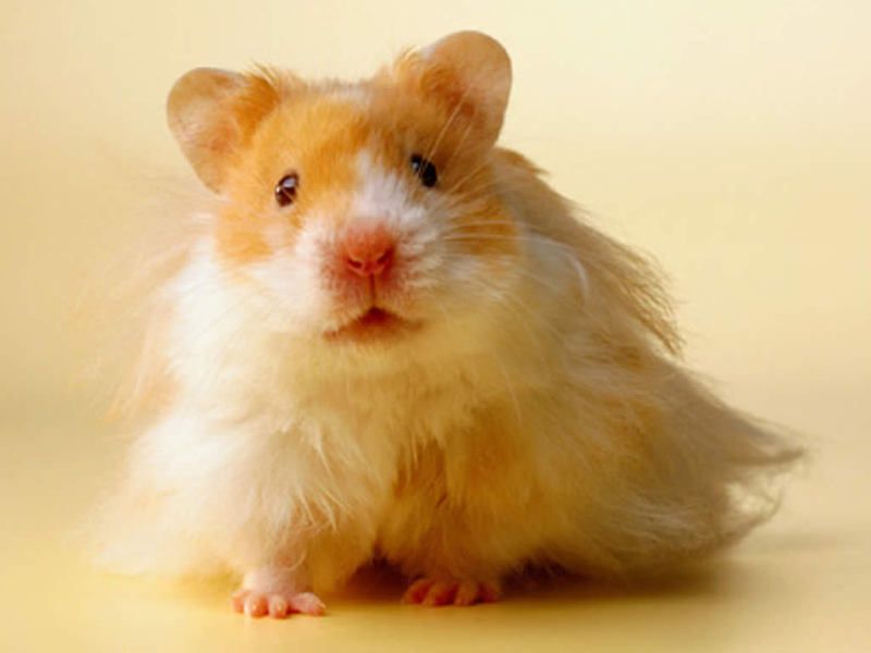 hamster-126.jpg