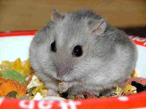 hamster-128.jpg