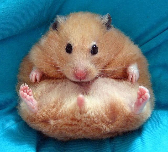 hamster-129.jpg