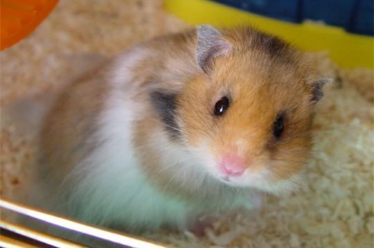 hamster-13.jpg