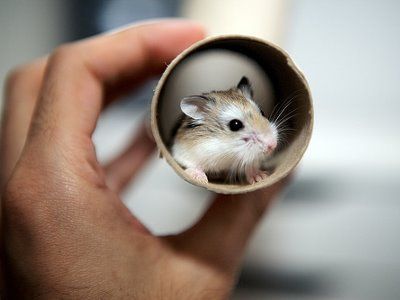 hamster-132.jpg