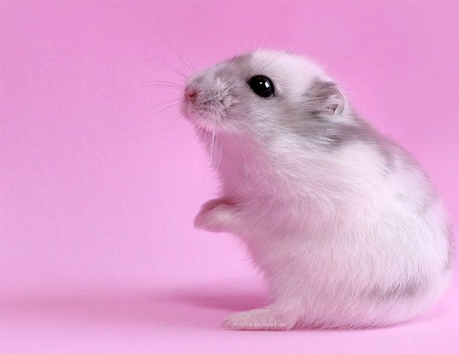 hamster-133.jpg