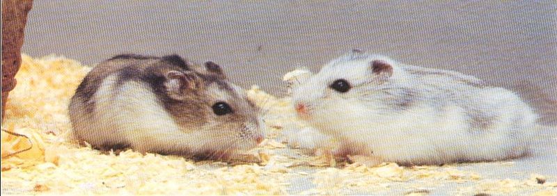 hamster-134.jpg