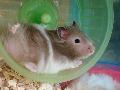 hamster-137.jpg