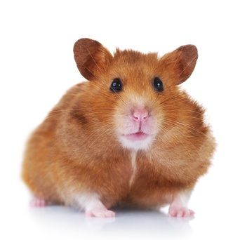 hamster-138.jpg