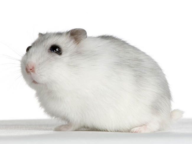 hamster-139.jpg